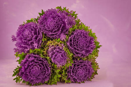 Chou décoratif violet
