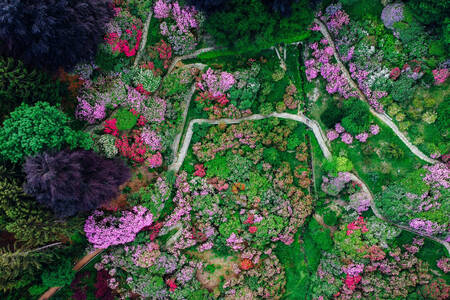 Vue de dessus sur des buissons colorés