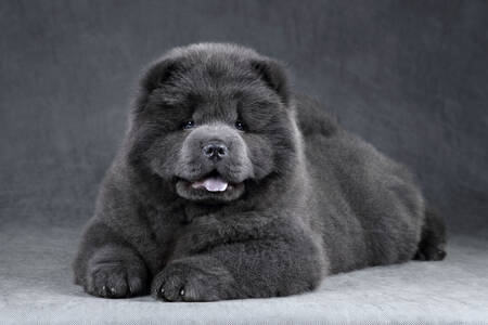 Filhote de Chow Chow