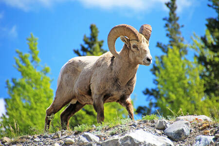 Un mouflon à grandes cornes sur un rocher