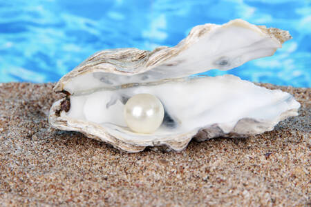 Oyster with pearl