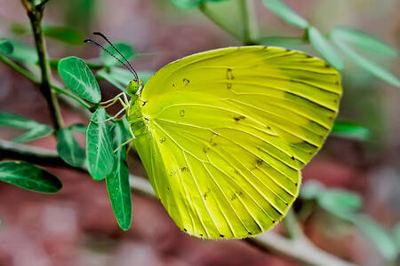 Gele vlinder op een blad