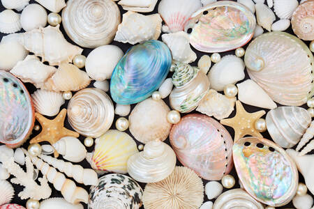 Schelpen en parels
