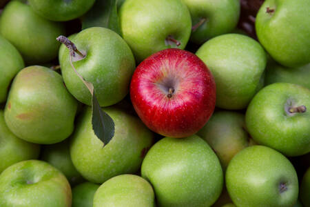 Red apple among green apples