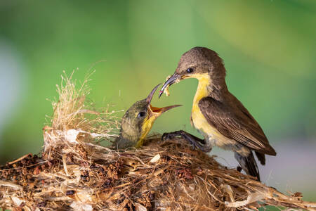 Pájaro con un polluelo