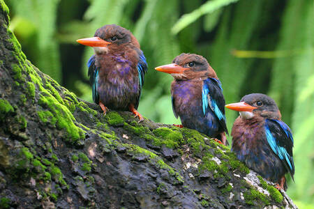 Tre martin pescatori su un albero