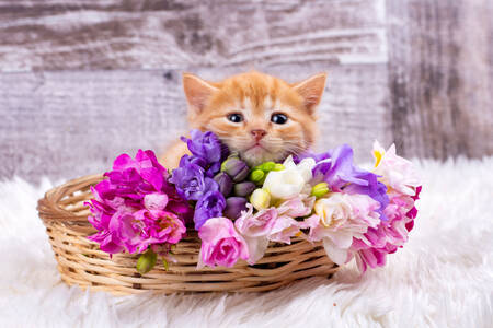 Kitten with flowers in a basket