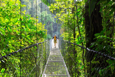 Bridge in the tropical forest