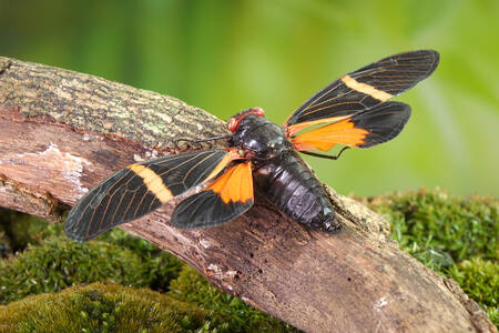 Cicada