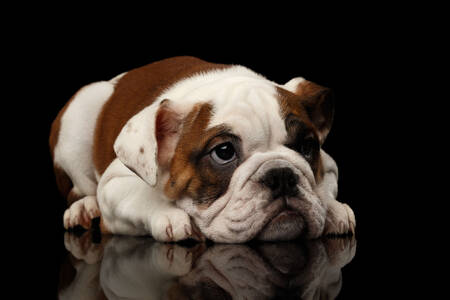 British Bulldog puppy
