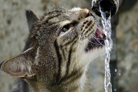 O gato bebe agua