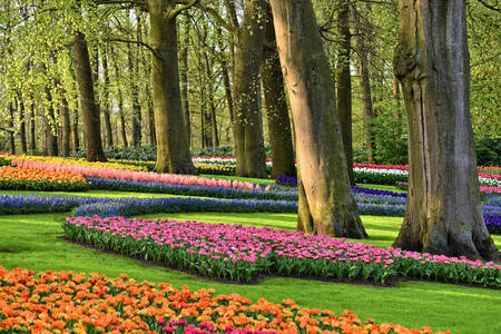 Park mit Frühlingsblumen