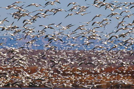 Flock of geese