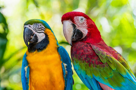 Macaw papegaaien