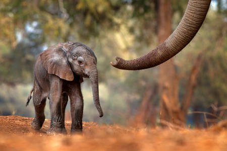 Μικρός ελέφαντας