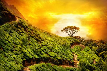 Чайная плантация в Муннаре