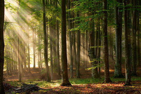 Bosque de otoño