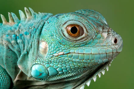 Iguana albastră de aproape