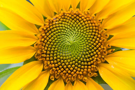 \Kvet slnečnice