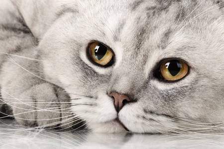 British shorthair cat