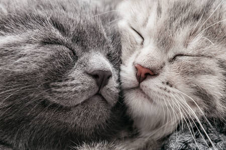Slapende kittens