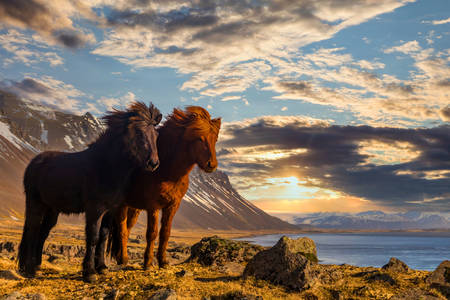 Ісландські коні