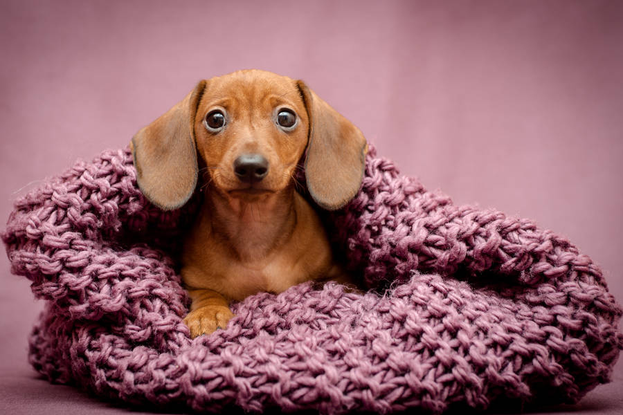 Fortness Kitna Single (2021)