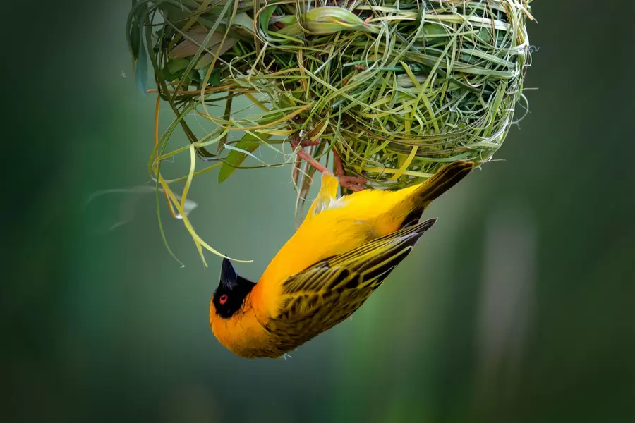 Black-headed weaver