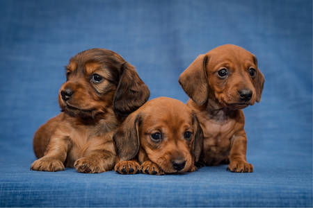 Μικρά κουτάβια dachshund