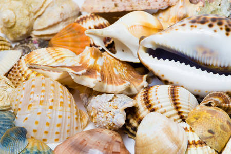 Shells