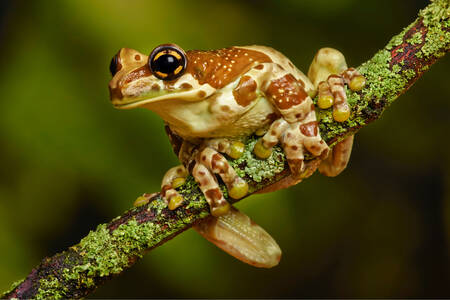 Frog on a branch