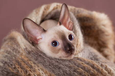 Γατάκι σε μια ζεστή κουβέρτα