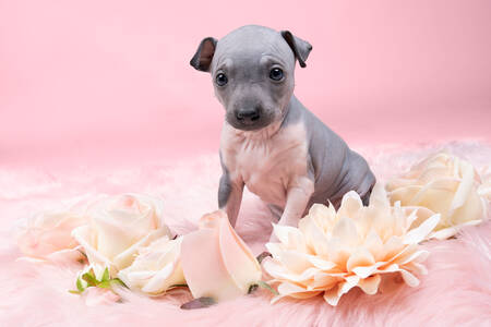 Chiot American Hairless Terrier