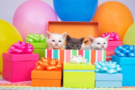Kätzchen und Geschenkboxen