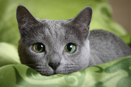 Gato cinza com olhos verdes