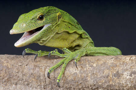 Emerald monitor lizard