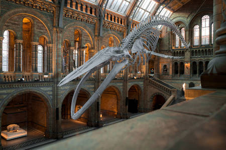 Walvis skelet in het Museum of London