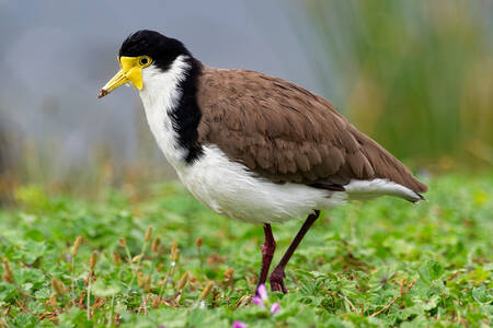 Soldier's lapwing on the grass