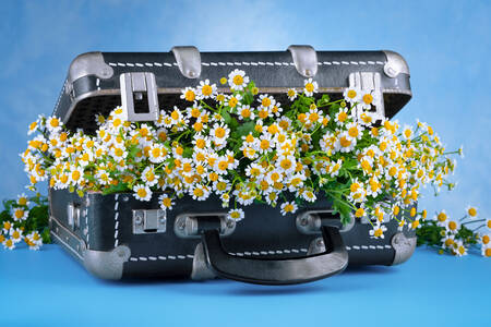 Daisies in a suitcase