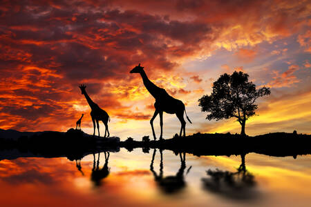 Girafele pe malul lacului