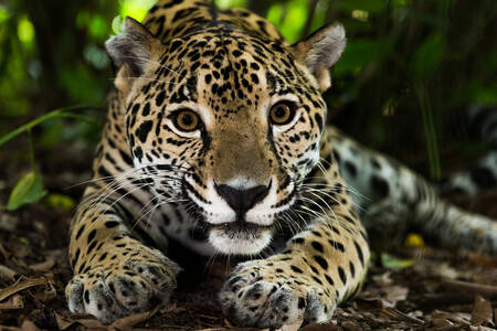 Jaguar in the forest