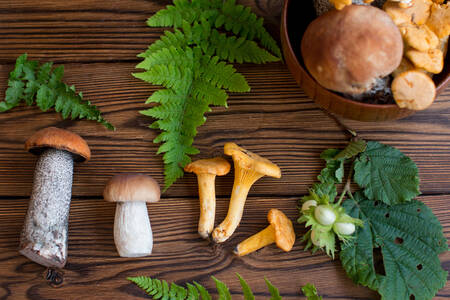 Forest mushrooms on a wooden board