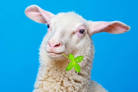 Portrait of a lamb