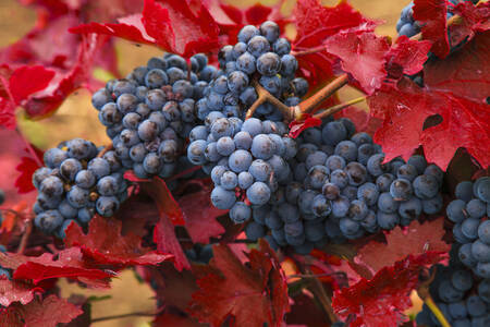 Plavo grožđe u crvenim listovima