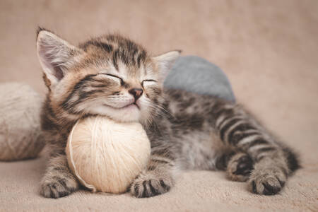 Спляче кошеня з клубками пряжі