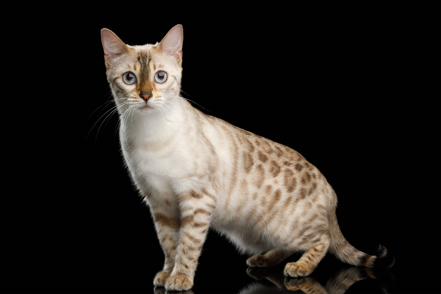 Снежный бенгальский кот