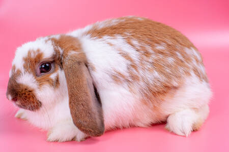 Rabbit on a pink background