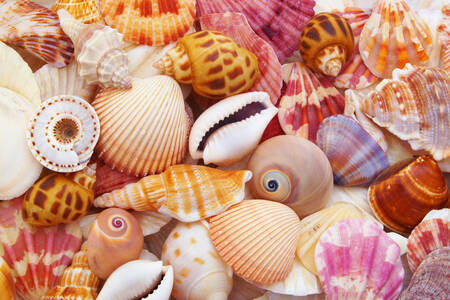 Colorful seashells