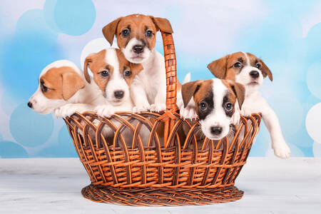 Puppies in a basket