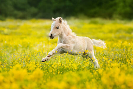 Little foal